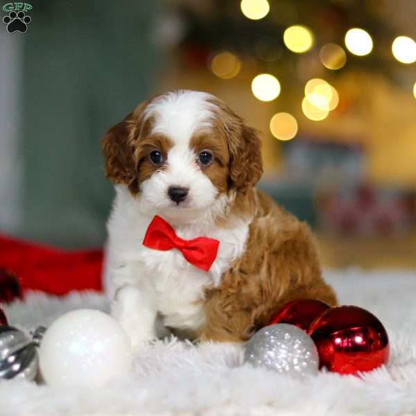 Champ, Cavapoo Puppy